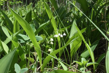 путешествие по России