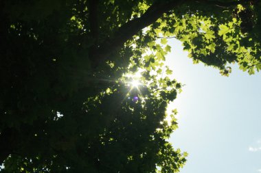 gökyüzü çevresinde yeşil yaprakları