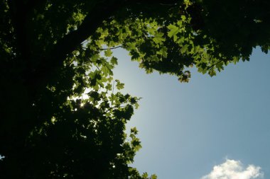 gökyüzü çevresinde yeşil yaprakları