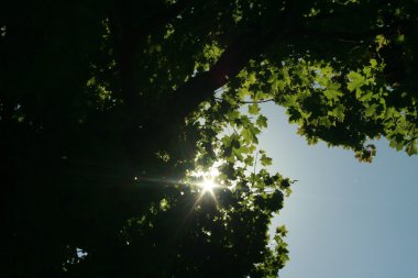 gökyüzü çevresinde yeşil yaprakları