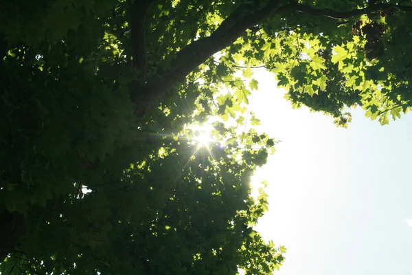 Hojas verdes alrededor del cielo — Foto de Stock