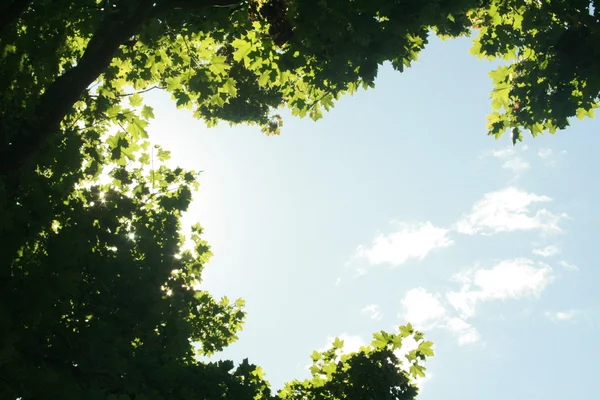 Hojas verdes alrededor del cielo — Foto de Stock