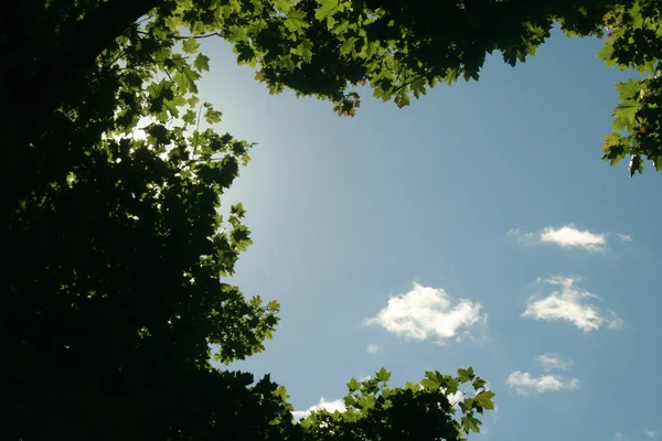 Hojas verdes alrededor del cielo — Foto de Stock