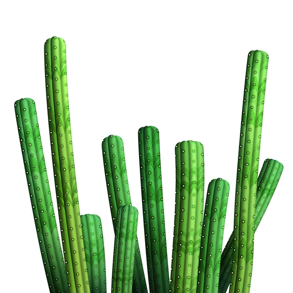 Ljusa gröna realistiska kaktusar isolerade — Stock vektor
