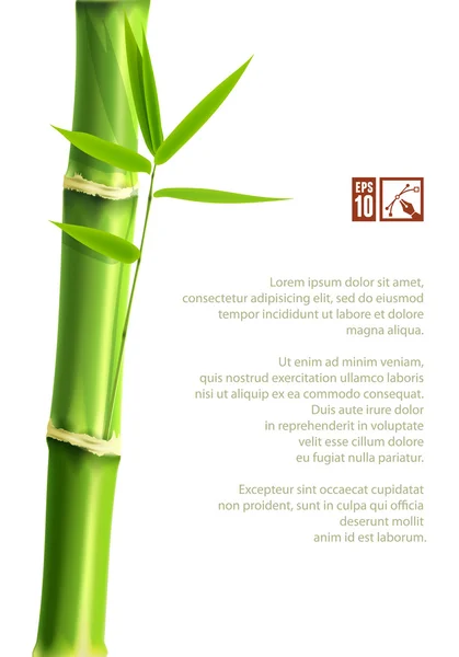 Bambu bakgrund. Vektor illustration, eps10. — Stock vektor
