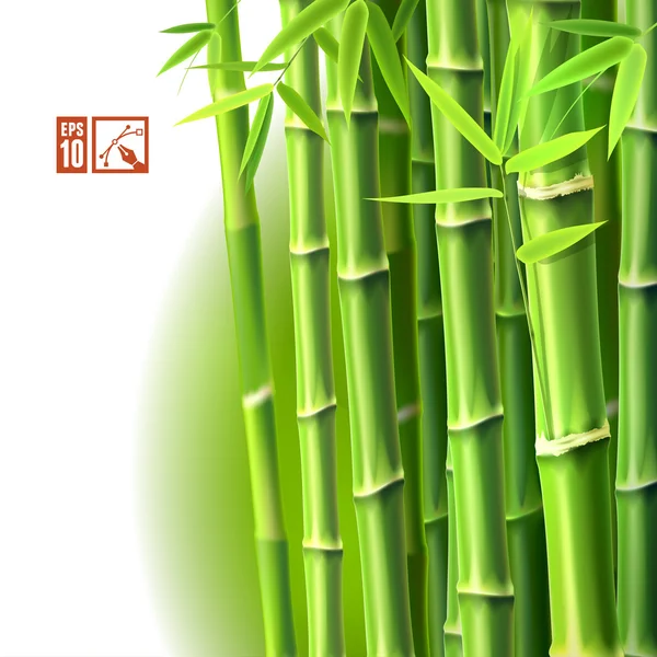 Bambusové pozadí. Vektorové ilustrace, eps10. — Stockový vektor
