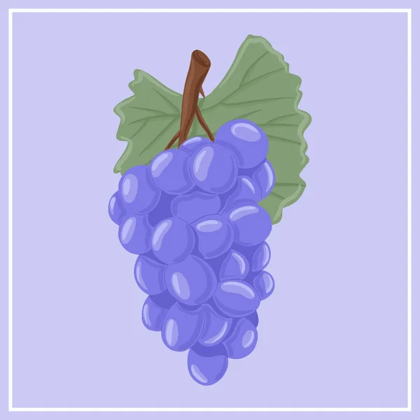 Wine grapes, table grapes vector hand drawn illustration. Fresh berries on branch with leaves. — Stock Vector