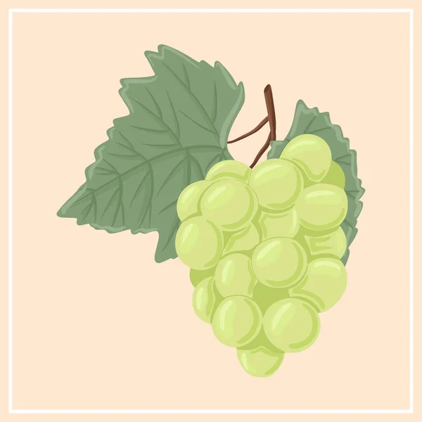 Druvor för vinframställning, handritad illustration av bordsdruvor. Färska bär på gren med blad. — Stock vektor