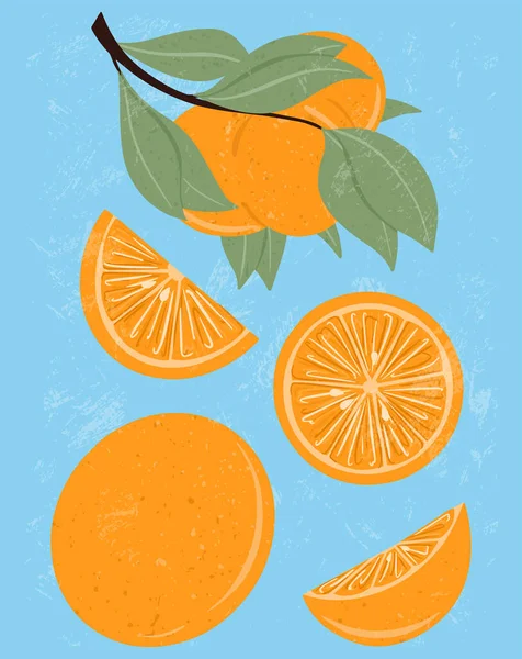 Fruits frais texturés orange sur branche avec feuilles vecteur illustration dessinée à la main. — Image vectorielle