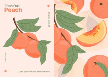 Olgun şeftali, bütün, dilimlenmiş ve yarım dilimlenmiş şeftali. Tatlı nektarin meyve vektör el çizimi kart tasarımı.