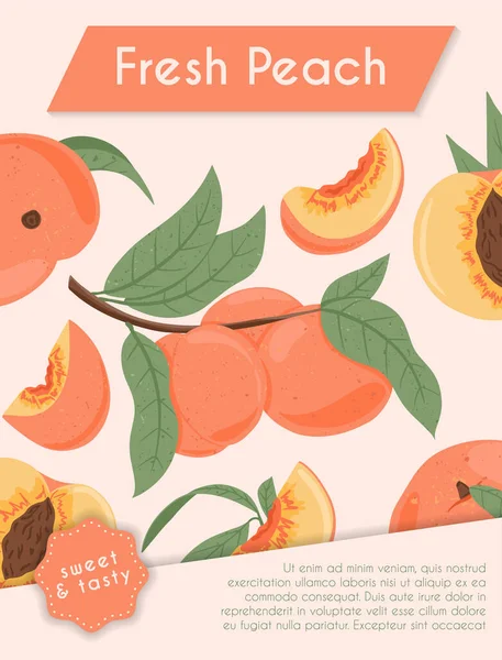 Mogna persikor, hela, skivade och halva skivade persikor. Söta nektarinfrukter vektor handritade kort design. — Stock vektor