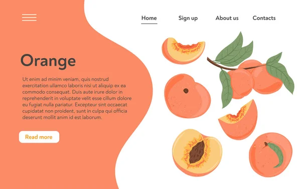 桃を熟す,全体,スライスし、半分スライスした桃.甘いネクタリンフルーツベクトル手描きランディングページデザイン. — ストックベクタ
