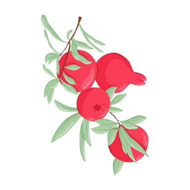 Dalında nar meyveleri ve vektör el çizimleri. Olgun tropikal egzotik meyve.