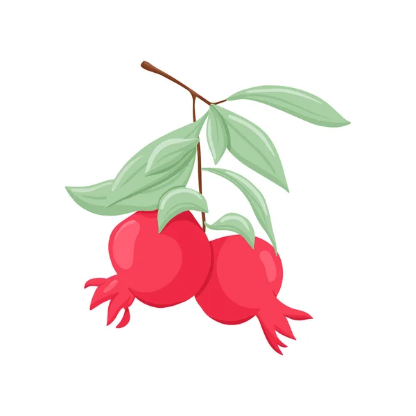 Гранатовые плоды на ветке с листовой векторной иллюстрацией. Спелые тропические экзотические плоды. — стоковый вектор