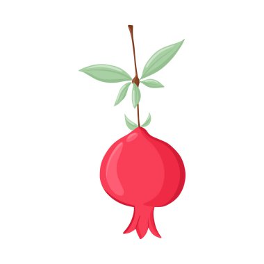 Dalında nar meyvesi ve vektör elle çizilmiş illüstrasyon. Taze nar, tropik egzotik meyve..