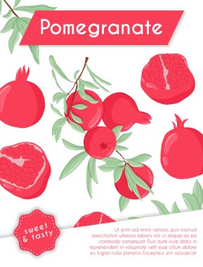 Yapraklar ve taneler vektör el çizimi kart şablonlu nar meyveleri. Taze nar..