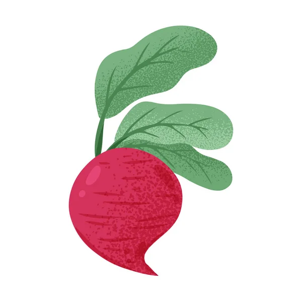Vektorhandritad rödbeta illustration. Ljusa betor grönsaker isolerad på vit bakgrund. — Stock vektor