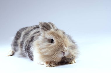 Korkmuş aslan kafalı tavşan kameraya bakıyor.