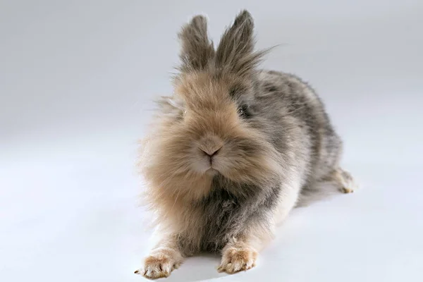 Çikolata renkli kürkü olan sevimli aslan başlı tavşan. — Stok fotoğraf