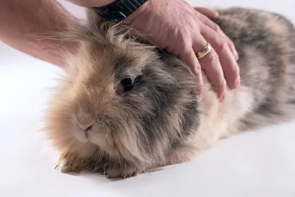 Mężczyzna ręce gospodarstwa a słodkie Lionhead królik Obraz Stockowy