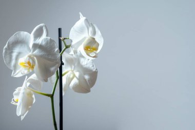 Açık gri arka planda izole edilmiş güzel beyaz bir falaenopsis orkidesinin yatay yakın çekimi