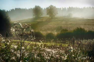 puslu sabah örümcek ağı
