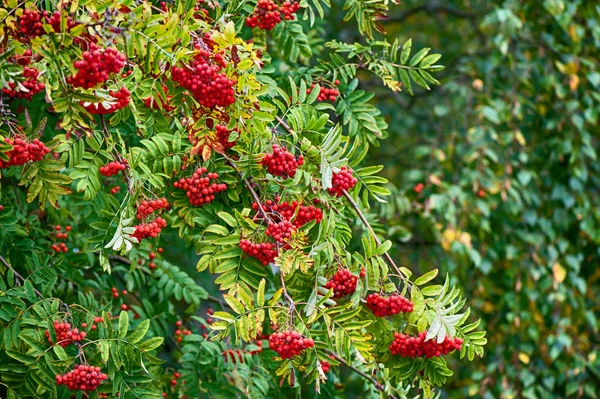 Rowan tree with red berry — Stock Photo, Image