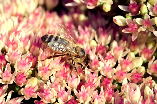 Abelha em flores — Fotografia de Stock