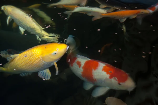 Различные красочные рыбы плавают в аквариуме — стоковое фото