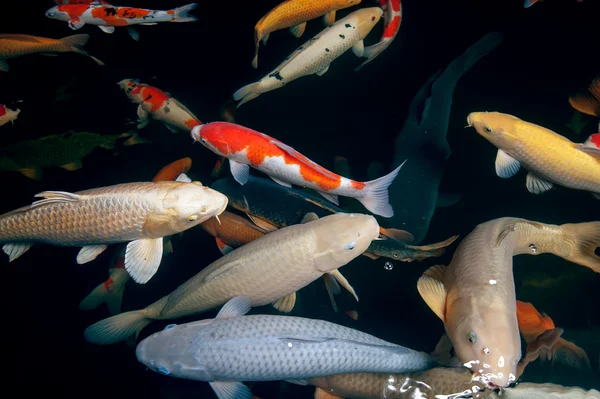 Différents poissons colorés nageant dans l'aquarium — Photo