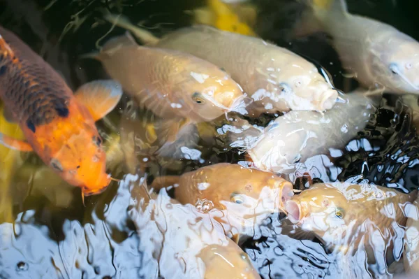 Различные красочные рыбы плавают в аквариуме — стоковое фото
