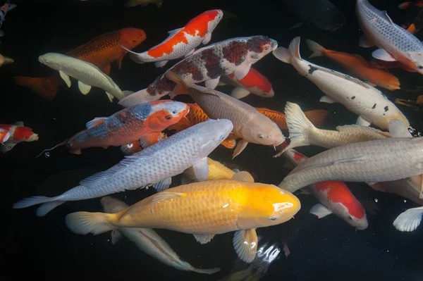 Different colorful fishes swimming in aquarium — Stock Photo, Image