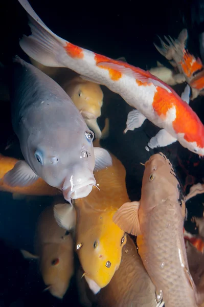 다른 다채로운 물고기 수족관에서 수영 — 스톡 사진