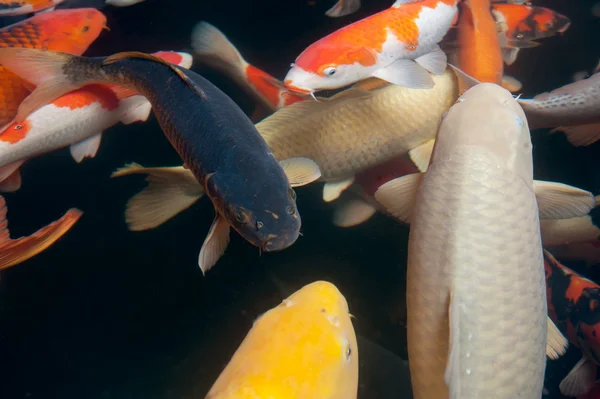 Différents poissons colorés nageant dans l'aquarium — Photo