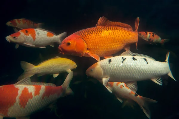 Different colorful fishes swimming in aquarium — Stock Photo, Image