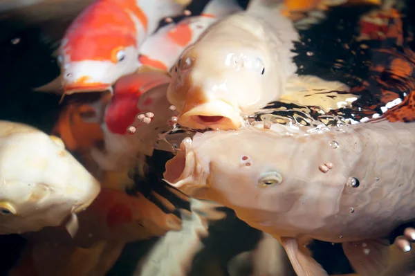 Différents poissons colorés nageant dans l'aquarium — Photo