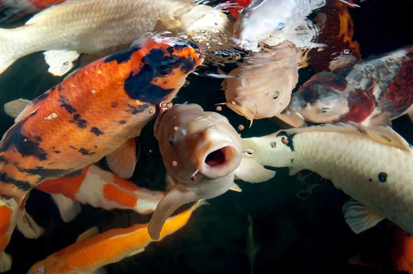 Different colorful fishes swimming in aquarium — Stock Photo, Image