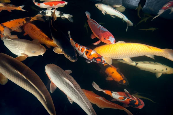 다른 다채로운 물고기 수족관에서 수영 — 스톡 사진