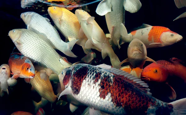 Different colorful fishes swimming in aquarium — Stock Photo, Image