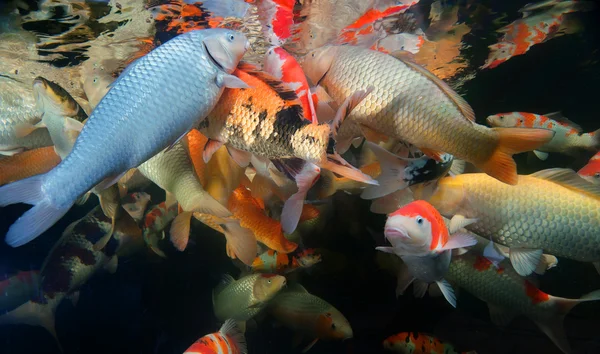 Différents poissons colorés nageant dans l'aquarium — Photo