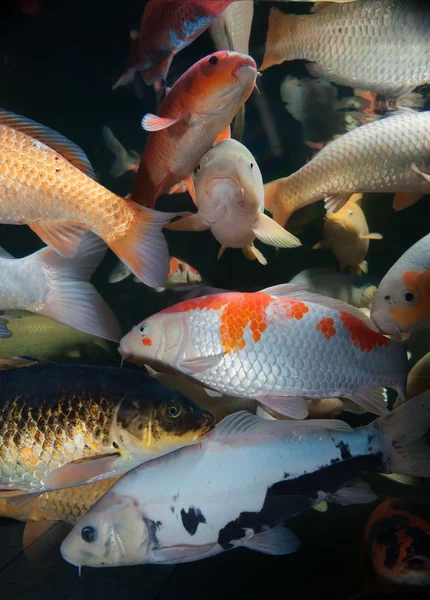 Différents poissons colorés nageant dans l'aquarium — Photo