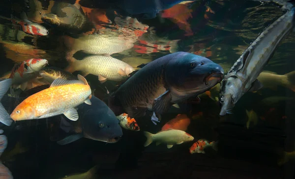 Different colorful fishes swimming in aquarium — Stock Photo, Image