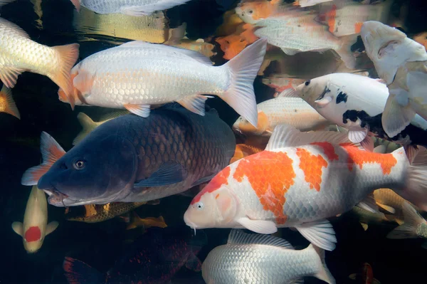 Différents poissons colorés nageant dans l'aquarium — Photo