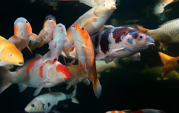 Different colorful fishes swimming in aquarium — Stock Photo, Image