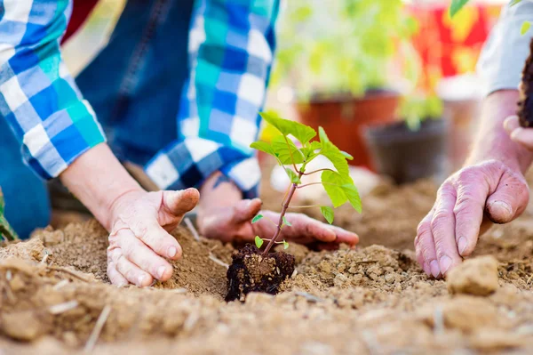 Pareja mayor plantando pequeñas plántulas — Foto de Stock