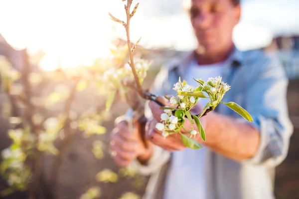 Äldre man beskärning äppelträd — Stockfoto