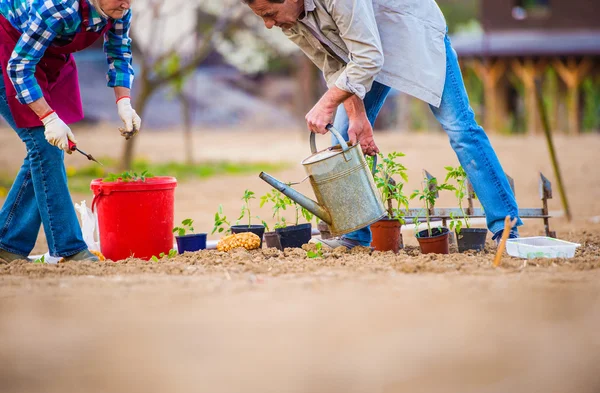 Woman and man planting in garden — Stock Photo, Image