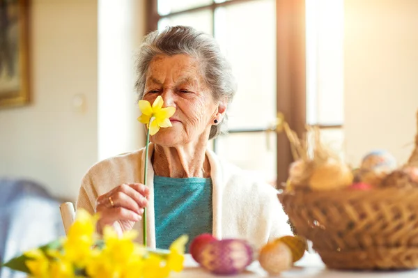 Старшая женщина нюхает пасхальный нарцисс — стоковое фото