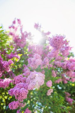 Menekşe leylak çiçek çiçeklenme