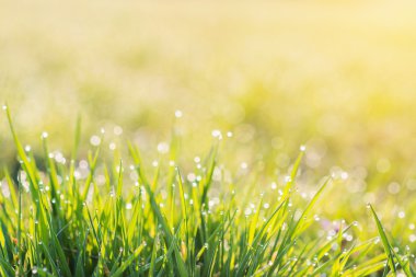 Yeşil çimenlerin üzerinde çiğ damlaları